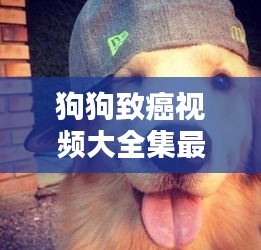 狗狗致癌视频大全集最新：狗癌症怎么治疗 