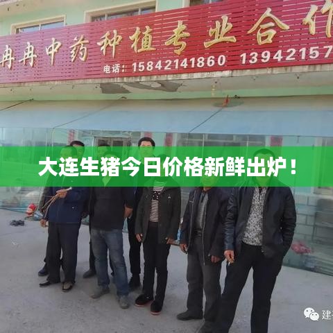大连生猪今日价格新鲜出炉！