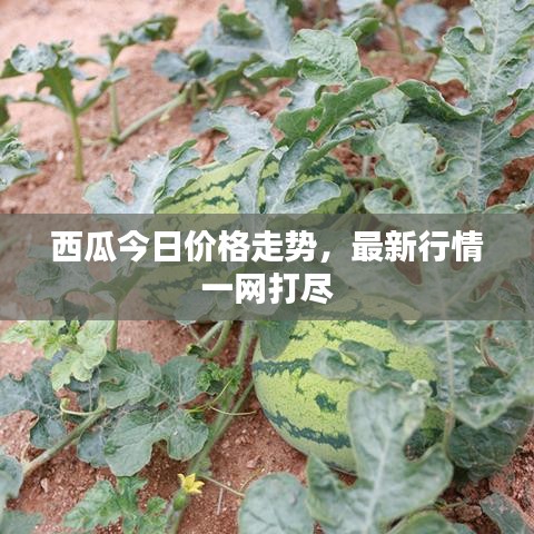 西瓜今日价格走势，最新行情一网打尽