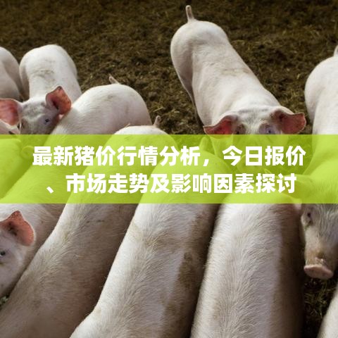 最新猪价行情分析，今日报价、市场走势及影响因素探讨