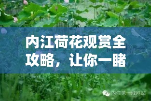 内江荷花观赏全攻略，让你一睹荷花之美