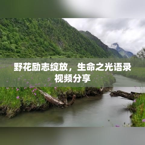 野花励志绽放，生命之光语录视频分享