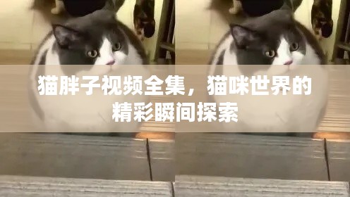 猫胖子视频全集，猫咪世界的精彩瞬间探索