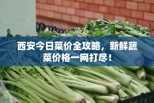 西安今日菜价全攻略，新鲜蔬菜价格一网打尽！