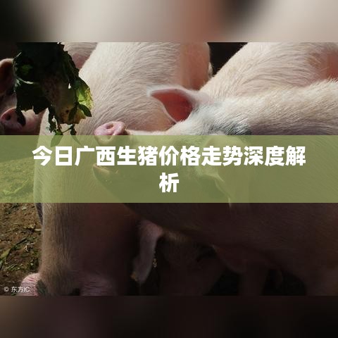 今日广西生猪价格走势深度解析