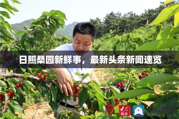 日照桑园新鲜事，最新头条新闻速览
