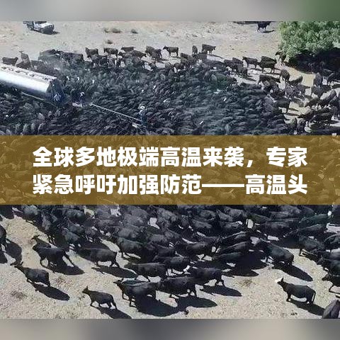全球多地极端高温来袭，专家紧急呼吁加强防范——高温头条新闻