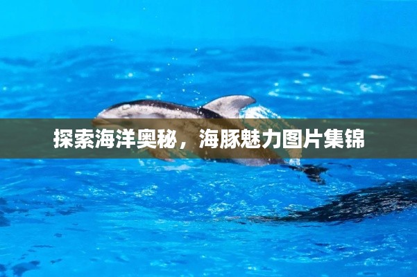 探索海洋奥秘，海豚魅力图片集锦