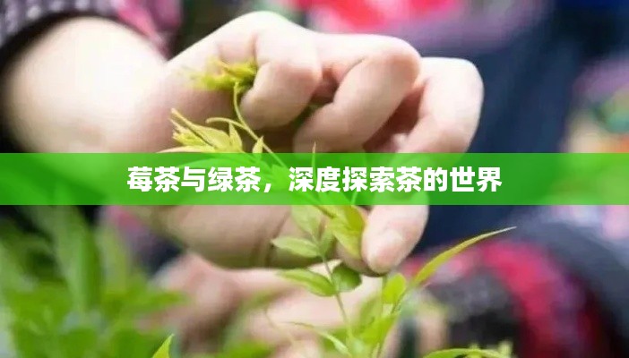 莓茶与绿茶，深度探索茶的世界