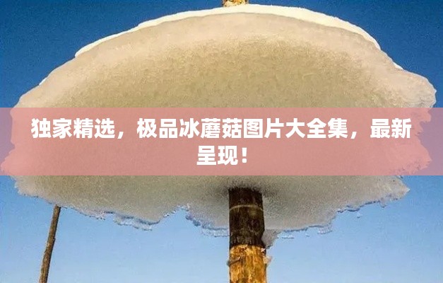 独家精选，极品冰蘑菇图片大全集，最新呈现！