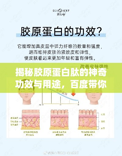 揭秘胶原蛋白肽的神奇功效与用途，百度带你探索奥秘！