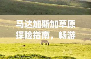 马达加斯加草原探险指南，畅游神秘自然奇观