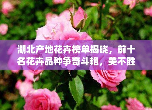 湖北产地花卉榜单揭晓，前十名花卉品种争奇斗艳，美不胜收！