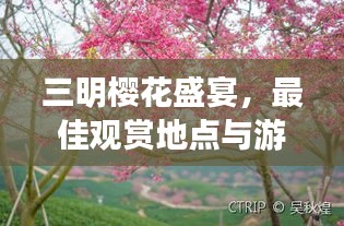 三明樱花盛宴，最佳观赏地点与游玩秘籍