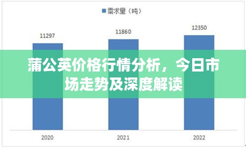 蒲公英价格行情分析，今日市场走势及深度解读