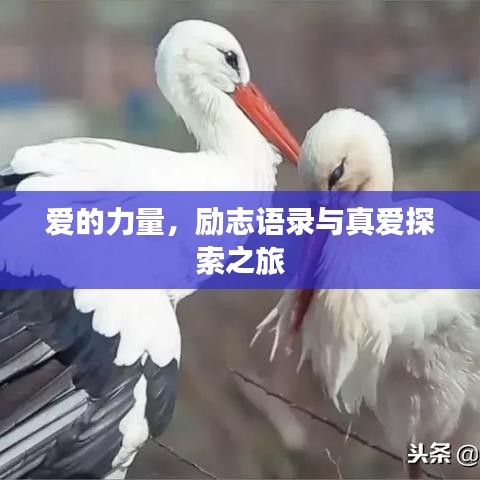 爱的力量，励志语录与真爱探索之旅