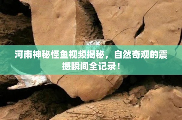河南神秘怪鱼视频揭秘，自然奇观的震撼瞬间全记录！
