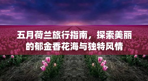 五月荷兰旅行指南，探索美丽的郁金香花海与独特风情